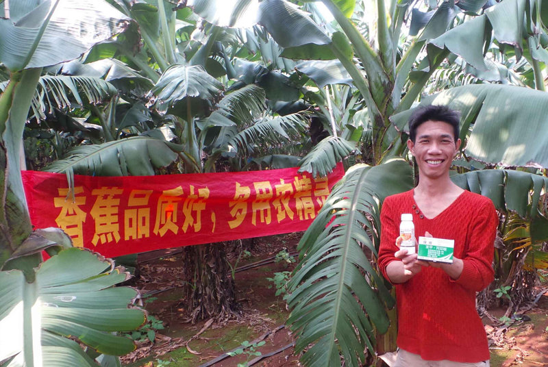 差距這么大， 是真的嗎？ 銀農故事匯—香蕉篇