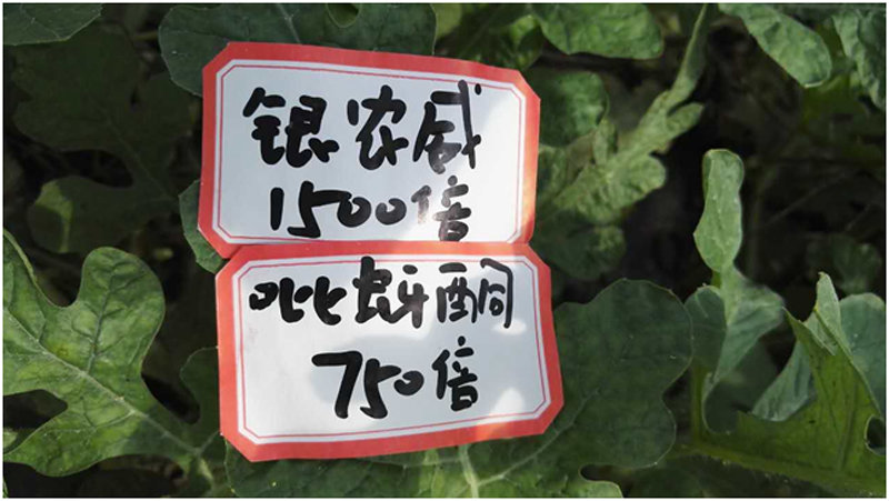 【探索】是什么讓黃蚜如此落??？