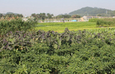 菜地難種、施肥低效、薊馬高發(fā)，咋辦？這里有高招！