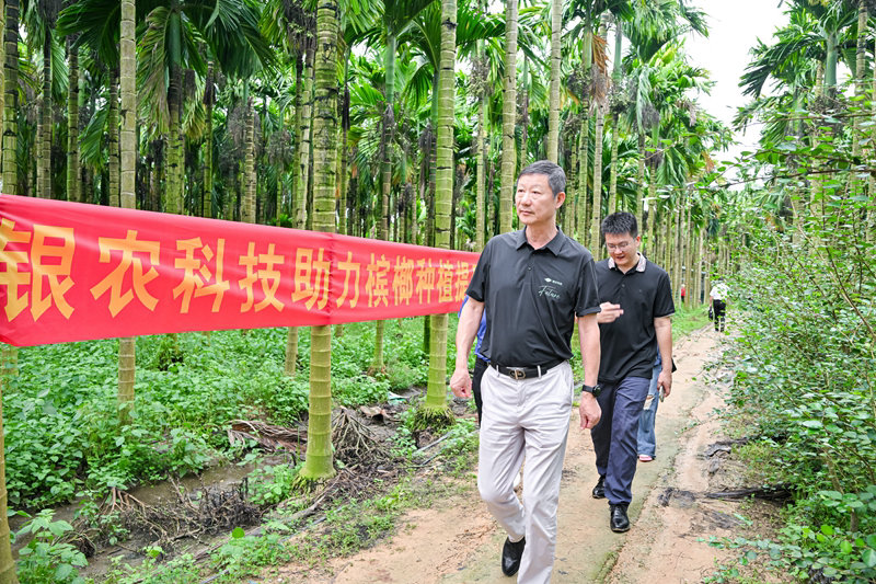不斷創(chuàng)新納米農(nóng)藥，“銀農(nóng)三寶”助力檳榔提質(zhì)增收